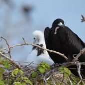  Galapagos